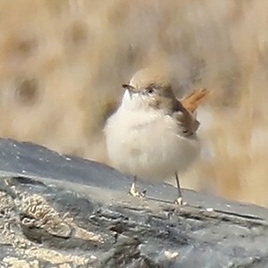 Asian Desert Warbler